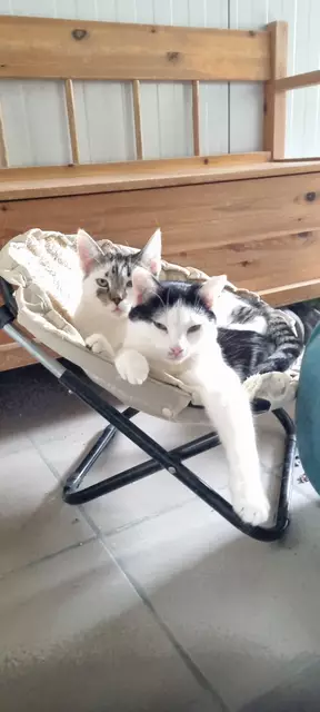 Schnösel und Silas | Foto: Sabine Pollok