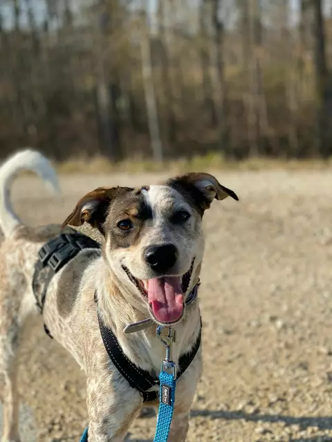 Elisa | Foto: Tierheim Höchstädt