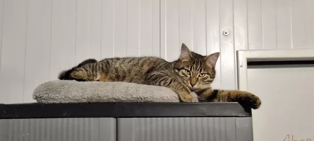 Konrad | Foto: Sabine Pollok