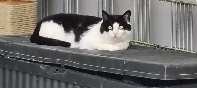 Amadeus | Foto: Sabine Pollok