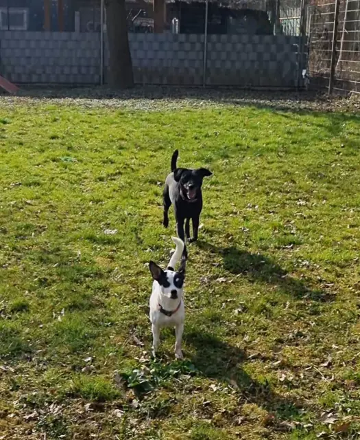 Bonny und Blacky | Foto: Sabine Pollok