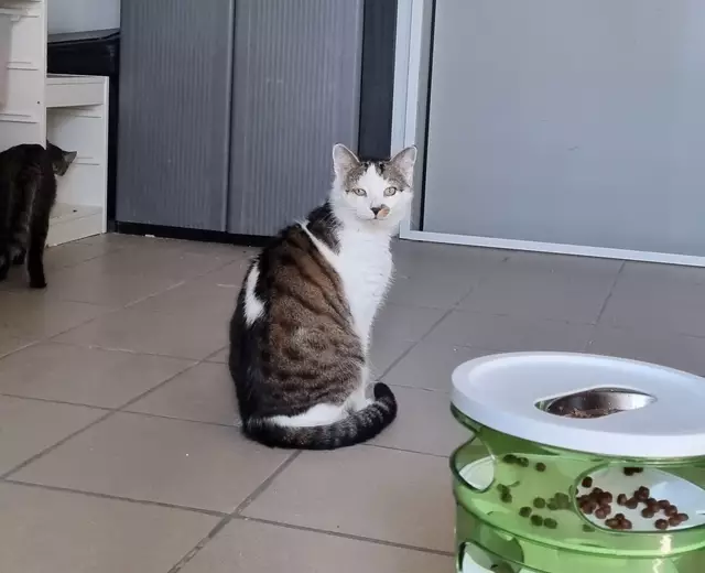 Loki | Foto: Sabine Pollok