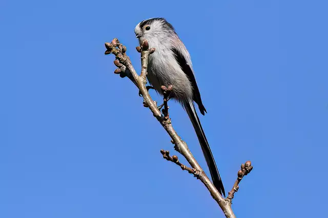 Foto: Copyright Andreas Schäfer