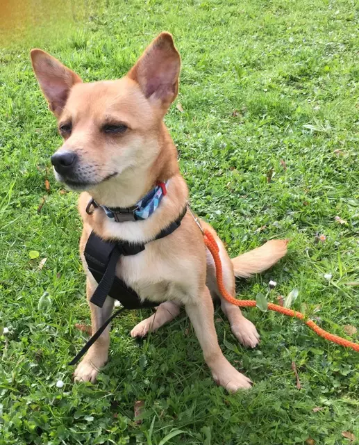 Bernadette (Pflegestelle) | Foto: Tierheim Höchstädt