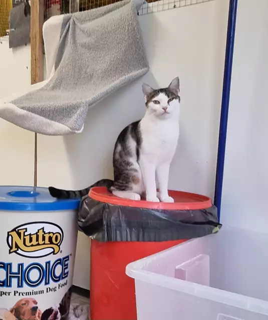 Giselle | Foto: Sabine Pollok