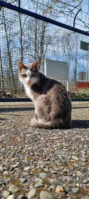 Shircan | Foto: Sabine Pollok