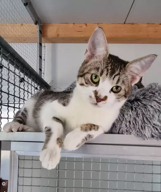 Snoopy | Foto: Sabine Pollok