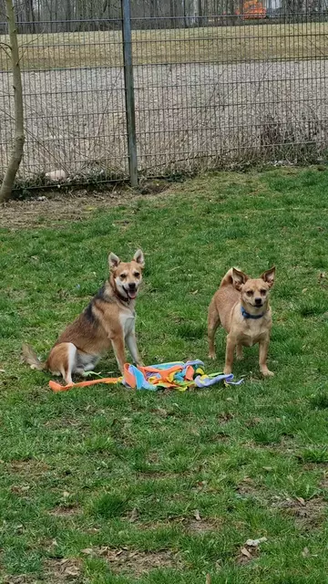 Jeronemo und Benny | Foto: Sabine Pollok