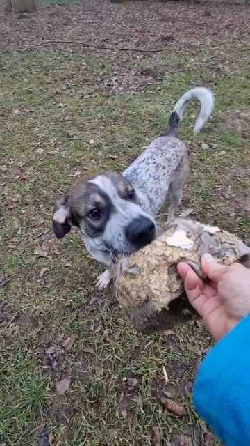 Eddi | Foto: Sabine Pollok