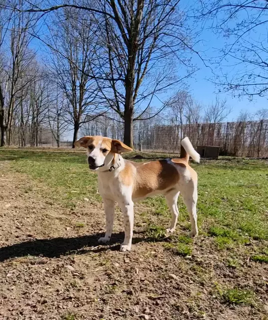 Luca | Foto: Sabine Pollok