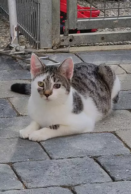 Silas | Foto: Sabine Pollok