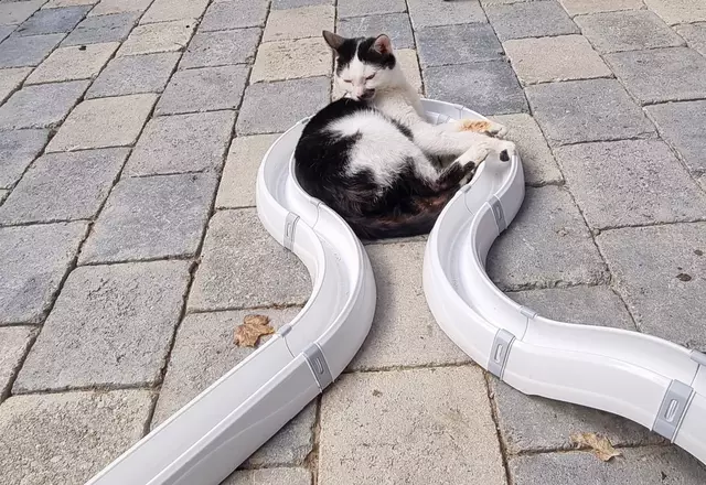 Alois | Foto: Sabine Pollok