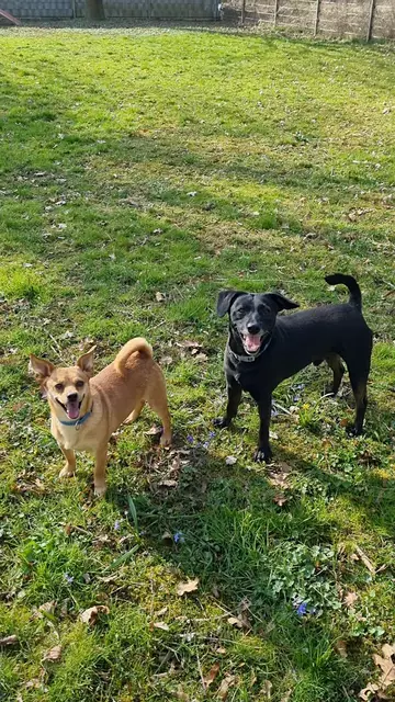 Benny und Blacky | Foto: Sabine Pollok