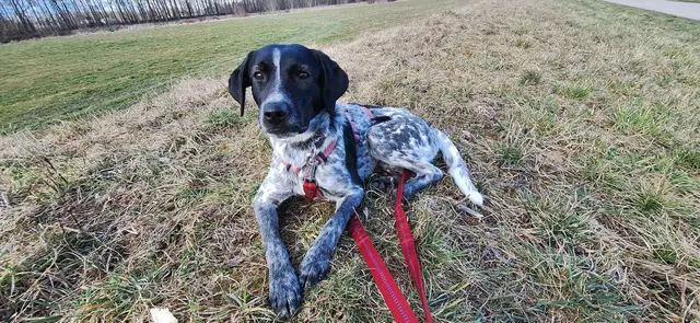 Emil | Foto: Tierheim Höchstädt