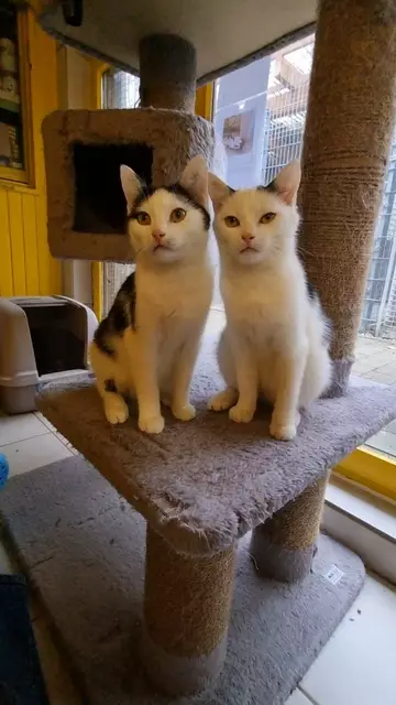 Schnösel und Snow | Foto: Sabine Pollok