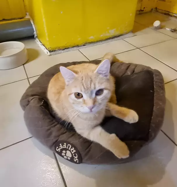 Bisquit | Foto: Sabine Pollok