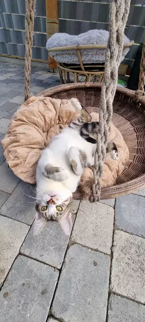 Snoopy | Foto: Sabine Pollok