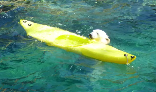 Das ist mein Surfbrett