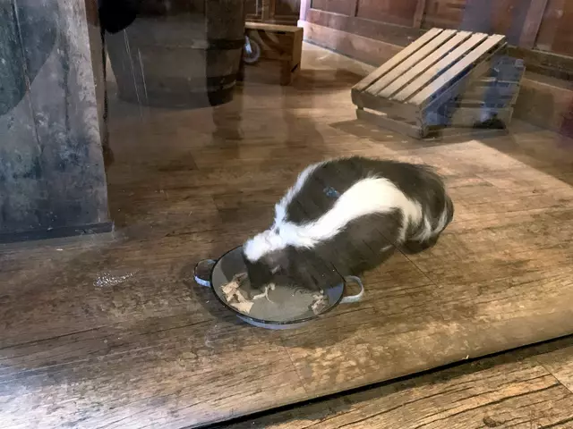 Streifenskunk - genannt Stinktier