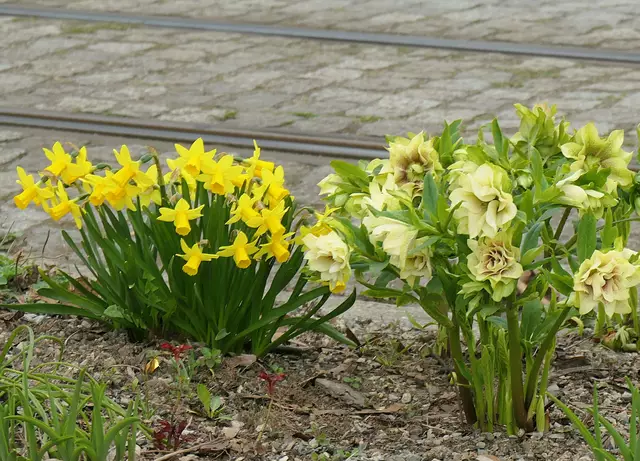 Schienen der Straßenbahn 