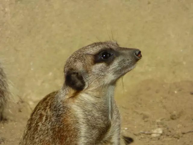 Die Erdmännchen am Entdeckerpfad 