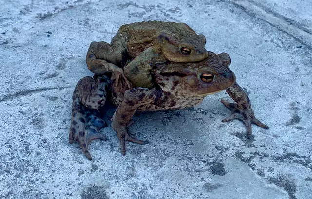 Gleich dahinter auf dem Weg die Erdkröten