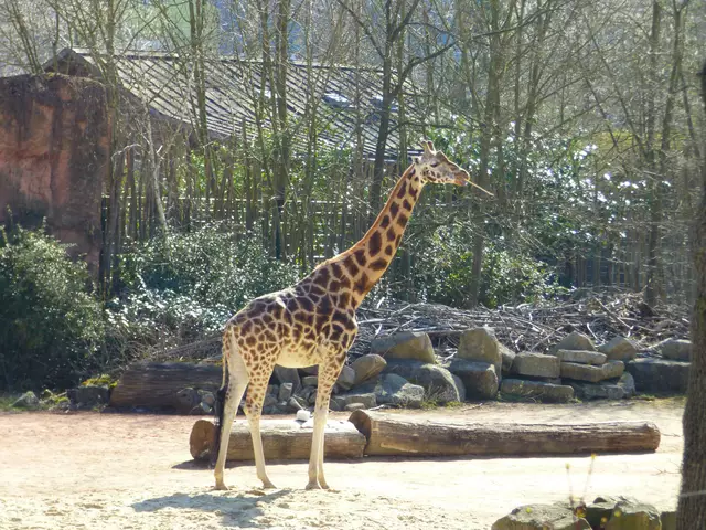 Giraffe