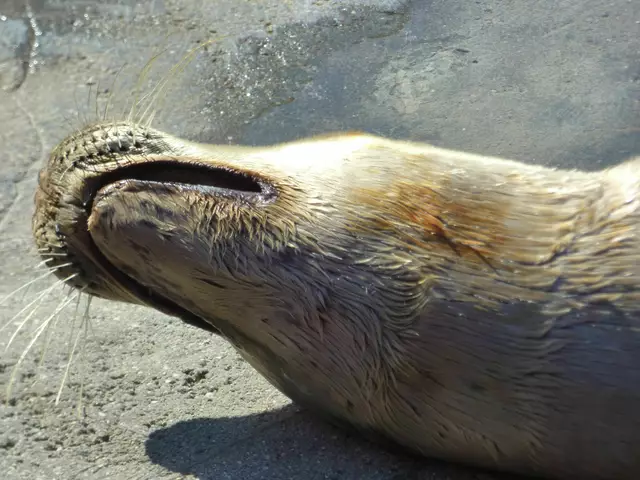 Mein Fell sieht doch gut aus