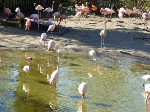 Flamingos unter sich