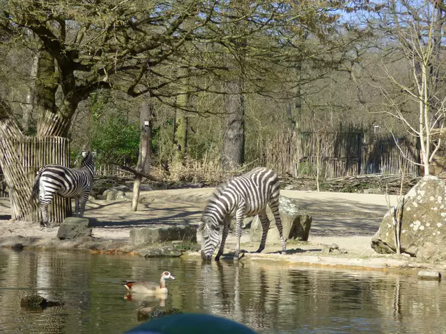 Zebras haben Vorfahrt