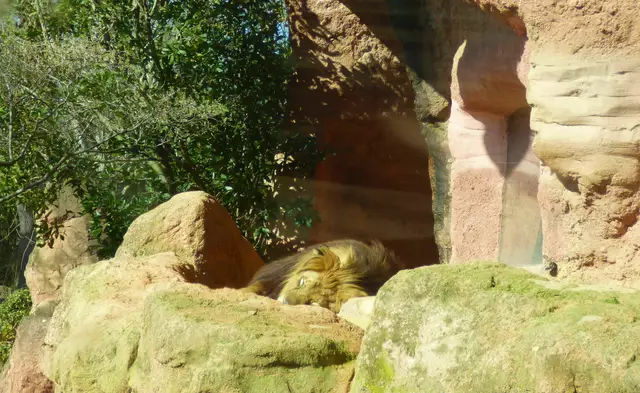 Der Berberlöwe nimmt es gelassen