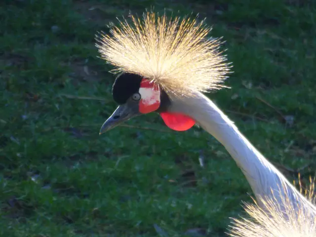 Die Krone der Kraniche