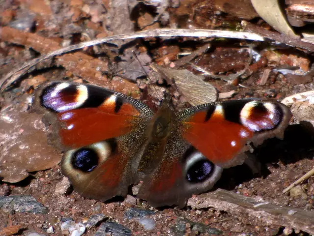 Was man so unterwegs sieht. Das Tagpfauenauge