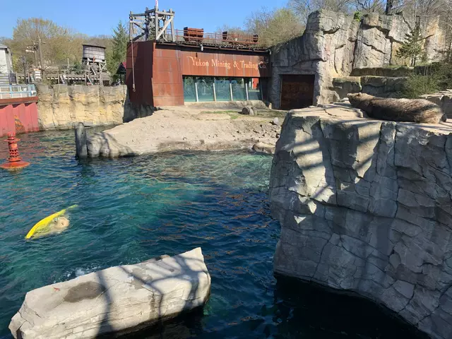 Hier sind die Eisbären