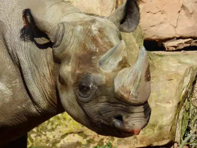 Ich bin ein Spitzmaulnashorn