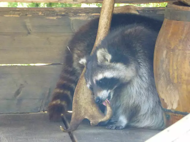 Der Waschbär in seiner Heimat