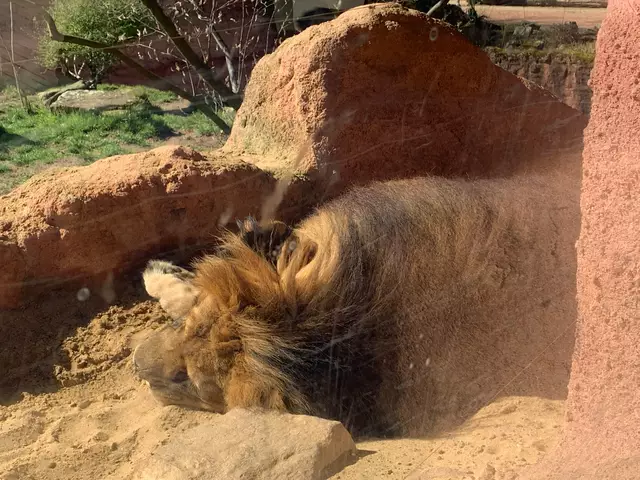 Er ruht sich in der Sonne aus