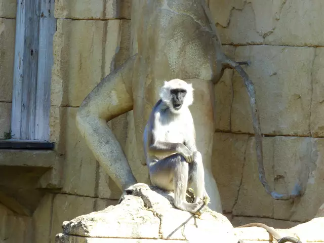 Hulman-Langure am Maharadscha Palast