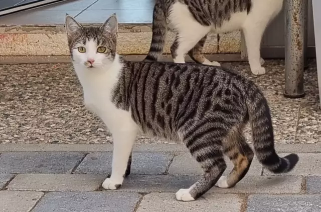 Santo | Foto: Sabine Pollok