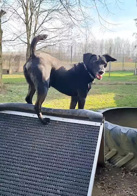 Blacky | Foto: Sabine Pollok