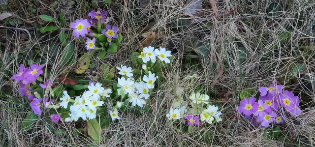 Ausschnitt aus dem Original-Foto. | Foto: M. A.