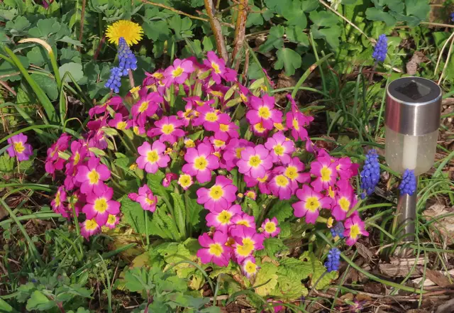 Ausschnitt aus dem Original-Foto. | Foto: M. A.