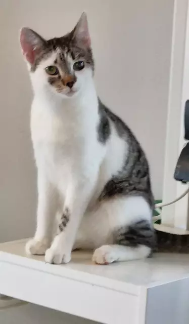 Silas | Foto: Sabine Pollok