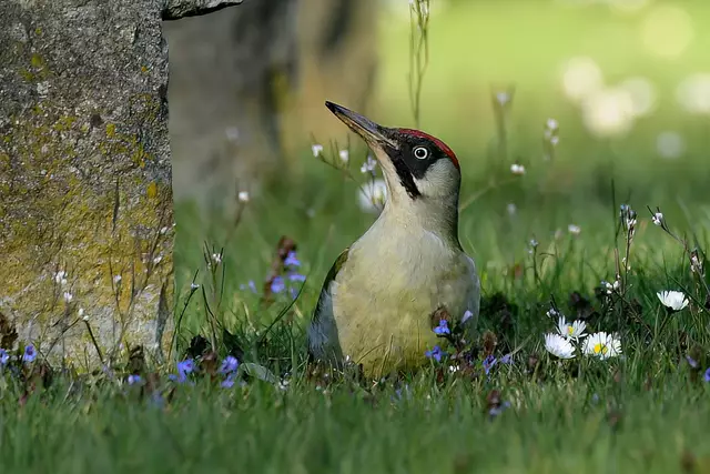 Foto: Copyright Andreas Schäfer