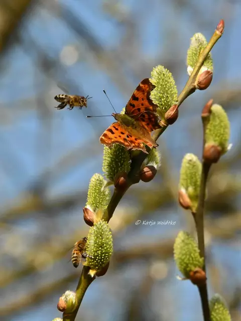 Auenlandschaft Hohenrode (Foto: Katja Woidtke)

Weidenkätzchen sind wichtige Nahrungsquelle für Bienen, Schmetterlinge (hier ein C-Falter) und andere Insekten | Foto: Katja Woidtke