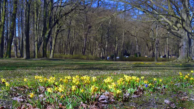 Im Küstenwald setzen viele Narzissen hübsche Farbakzente. Foto: Helmut Kuzina