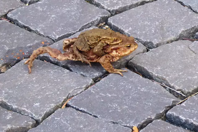 Ein Erdkrötenpaar ist unterwegs.