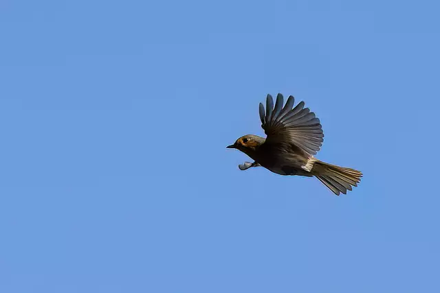 Foto: Copyright Andreas Schäfer