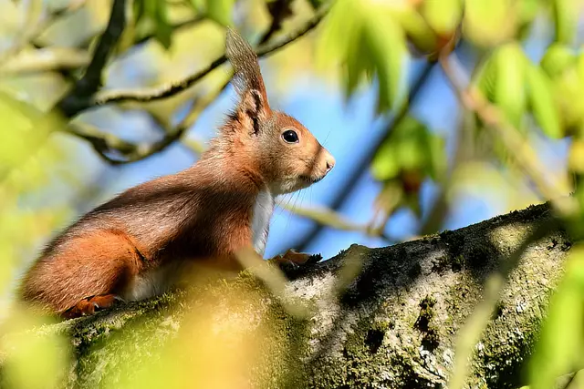 Foto: Copyright Andreas Schäfer