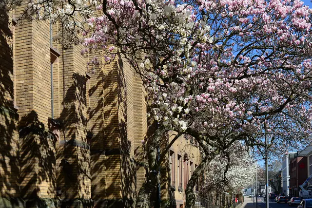 Magnolien am Gebäude der Wirtschaftswissenschaften in der Universitätsstraße.